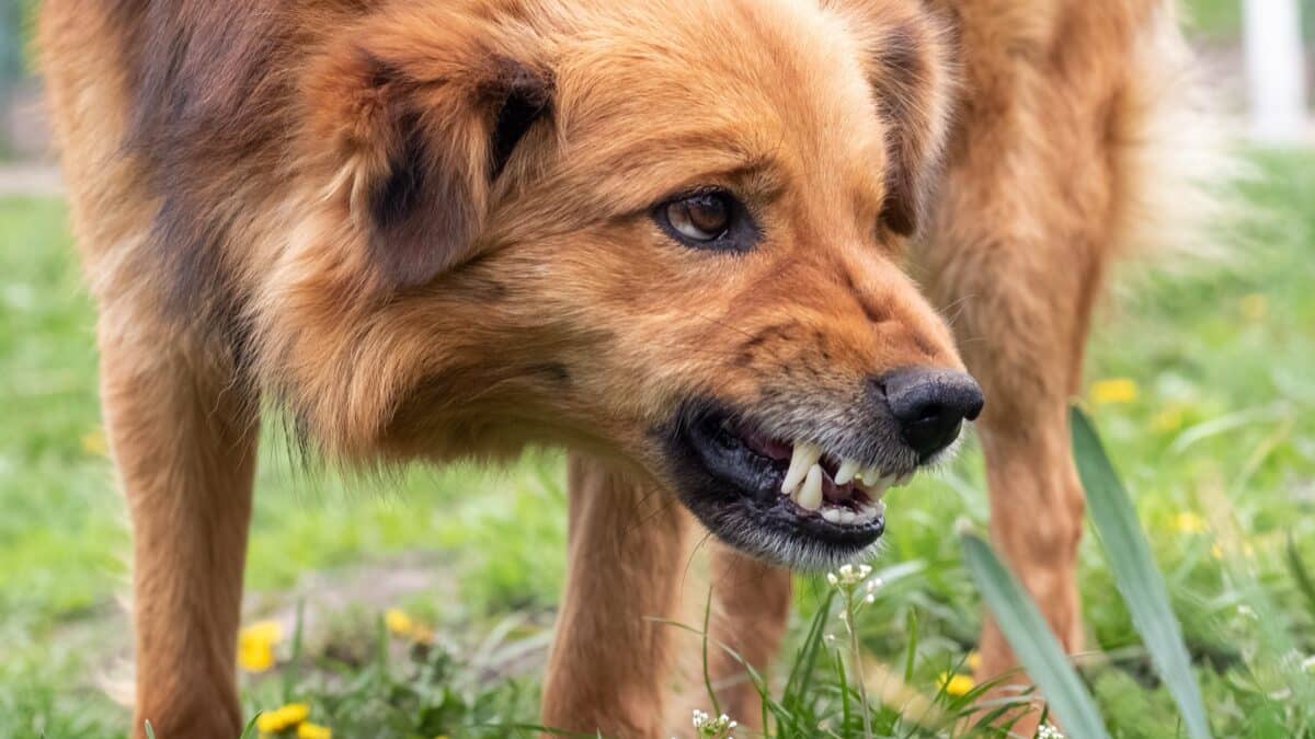 Aggressive dog barks, baring teeth. Dangerous Angry Dog
